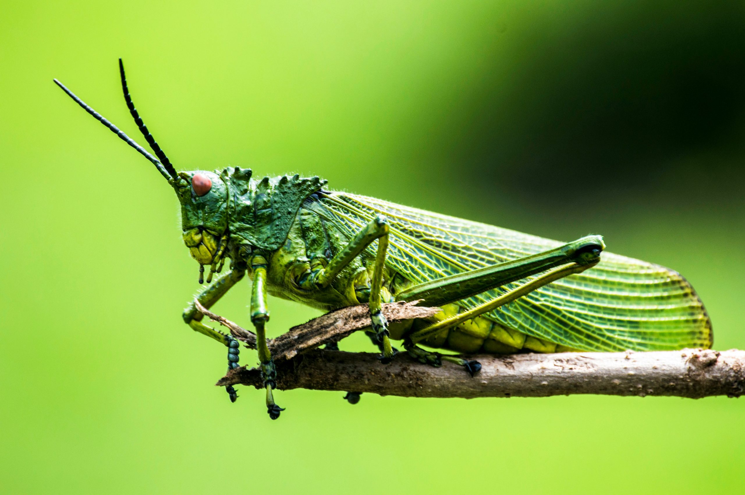 Entomology